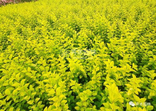 专家指出沭阳是江苏地区金叶女贞苗的特卖专区 卉木园林